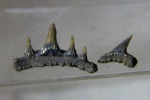 Synechodontiformes из Капотни