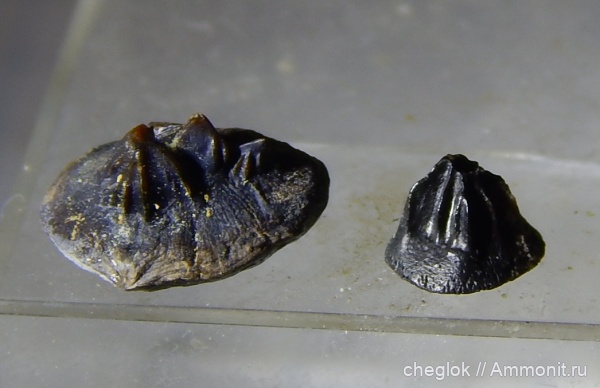 Пески, рыбы, позвоночные, Petrodus, средний карбон