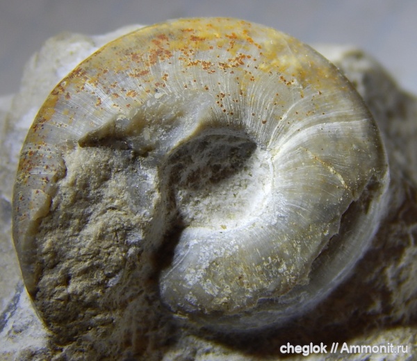 гастроподы, карбон, Жирновск