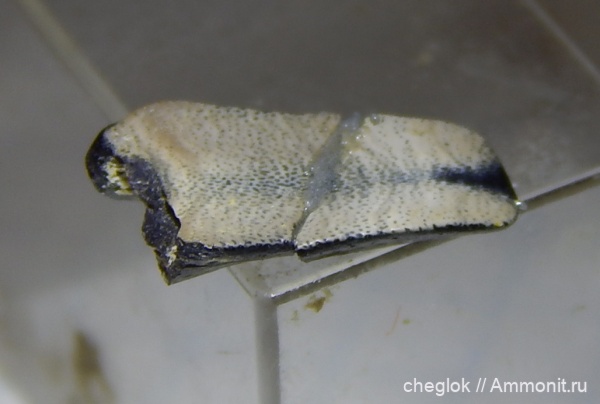 карбон, Пески, позвоночные, зубы акул, средний карбон