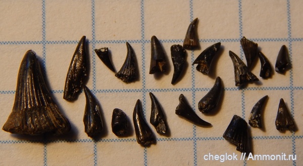 триас, р. Унжа, зубы рыб, лабиринтодонты, зубы амфибий