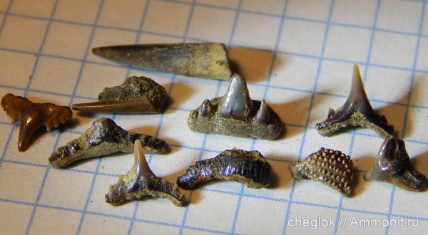 мел, ракообразные, сеноман, зубы акул, Polyacrodus, Cederstroemia, Paraorthacodus, Саратовская область, Synechodus, Пудовкино, зубы рыб