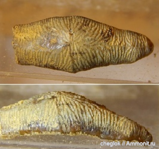 мел, сеноман, зубы акул, Варавино, Acrodus