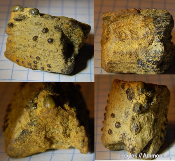 юра, Гжель, рыбы, позвоночные, келловей, шипы, Asteracanthus