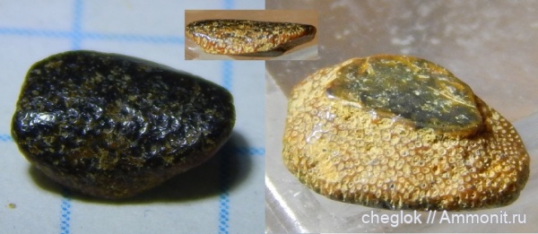 юра, Гжель, келловей, зубы акул, зубы рыб, Asteracanthus