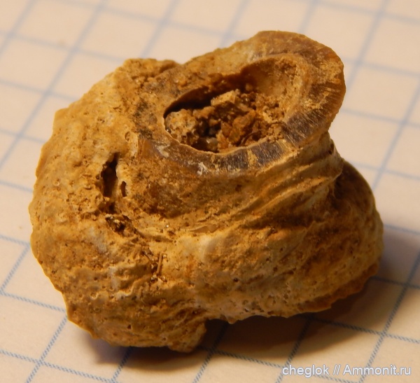 белемниты, юра, Гжель, серпулы, головоногие моллюски, кольчатые черви, келловей