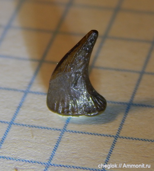 мел, позвоночные, сеноман, Пудовкино, шипы