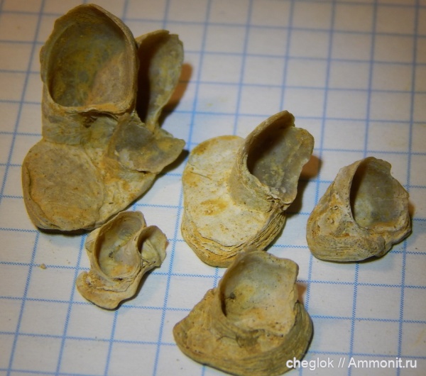 Гжель, двустворчатые моллюски, келловей, Gryphaea, Nanogyra