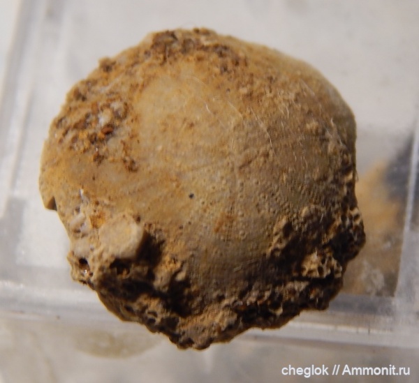 морские ежи, иглокожие, юра, Гжель, келловей