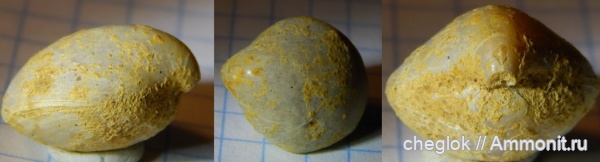 брахиоподы, юра, Гжель, келловей