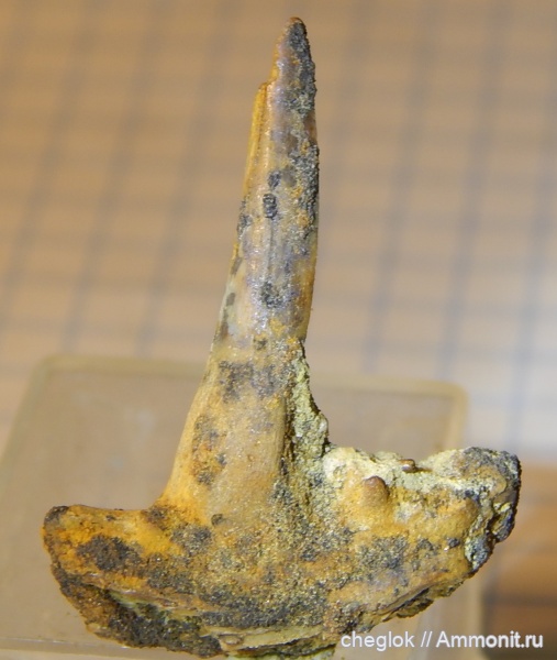 мел, Казахстан, кампан, зубы рыб, Эмба