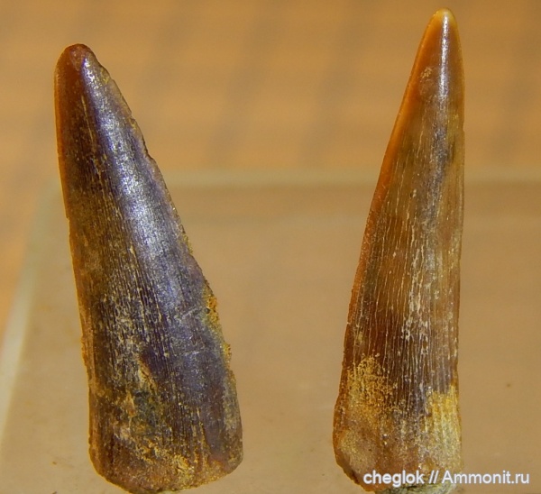 мел, позвоночные, Казахстан, кампан, зубы рыб, костистые рыбы, Эмба