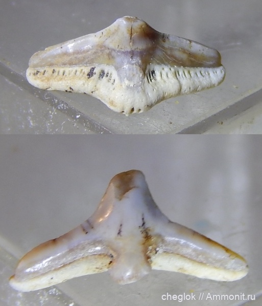 мел, Казахстан, зубы акул, Cederstroemia, кампан