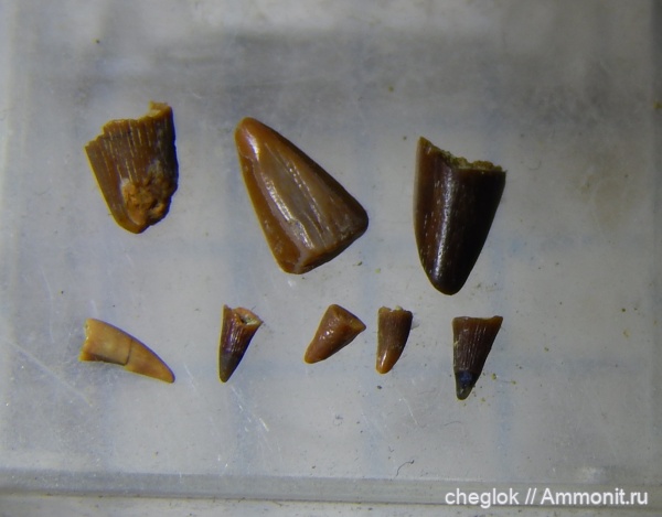 триас, зубы, Волгоград, зубы позвоночных