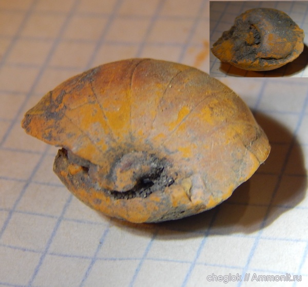 карбон, головоногие моллюски, нижний карбон, Liroceras, Nautilida, Зудна