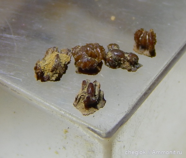 рыбы, позвоночные, Petrodus, нижний карбон, серпуховский ярус, покровные элементы, Зудна