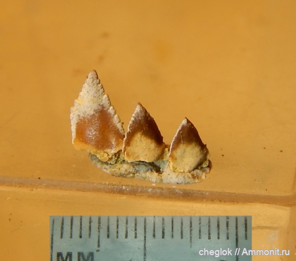 карбон, гжельский ярус, Русавкино, верхний карбон, зубы акул, зубы рыб, Edestidae