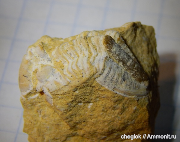 трилобиты, гжельский ярус, Русавкино, верхний карбон, Ditomopyge