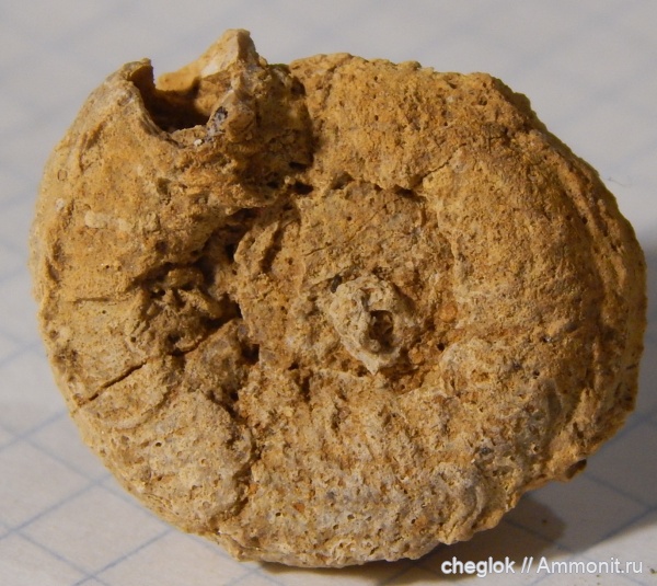 юра, Гжель, серпулы, кольчатые черви, келловей