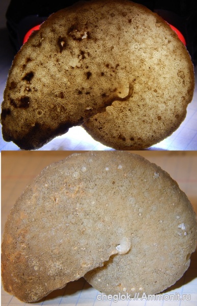 аммониты, мел, Марокко, турон, Choffaticeras