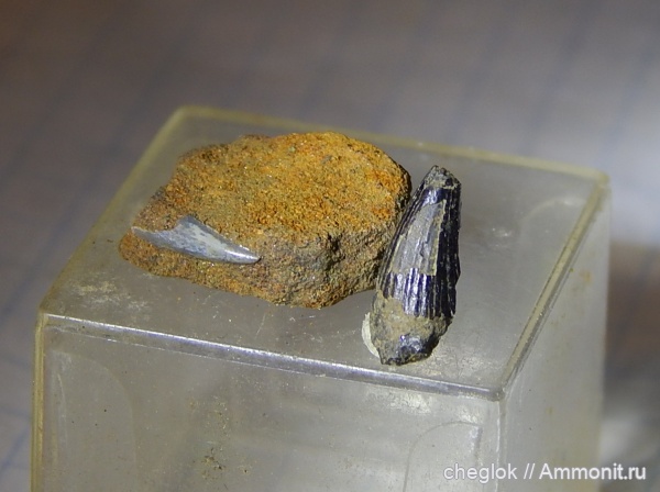 юра, Москва, волжский ярус, Капотня, зубы рептилий, зубы аул