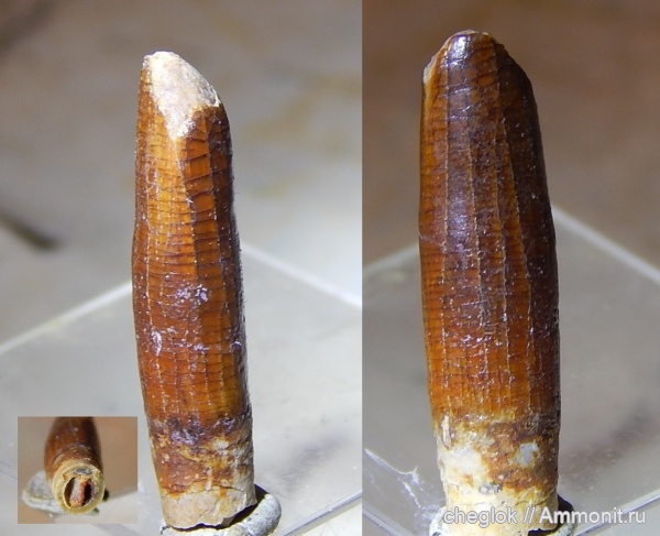 рептилии, мел, зубы рептилий, Джарамук