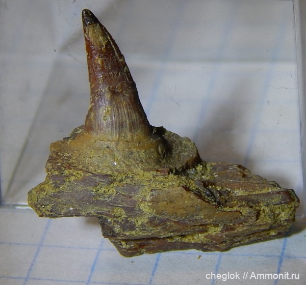 мел, позвоночные, сеноман, зубы рыб, костные рыбы, Тамбовская область