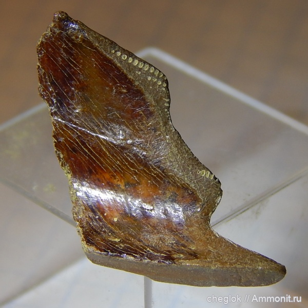 мел, позвоночные, химеры, сеноман, Тамбовская область