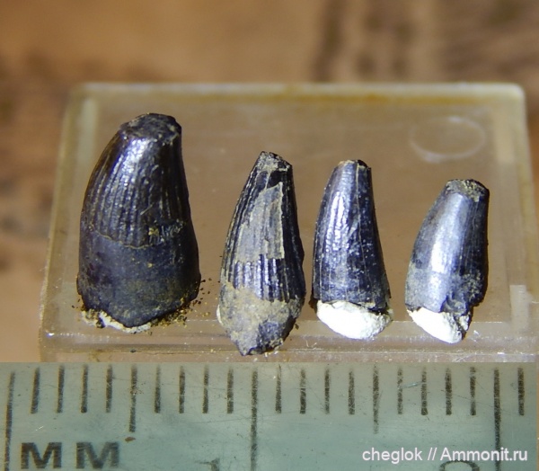 юра, ихтиозавры, волжский ярус, Капотня, зубы рептилий