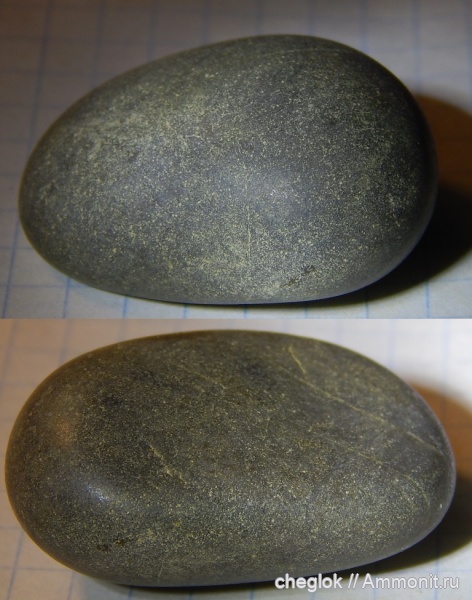 мел, позвоночные, сеноман, гастролиты, Тамбовская область