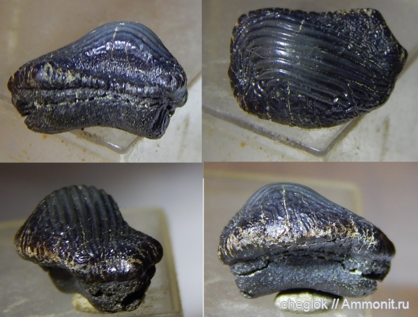 мел, Саратов, сеноман, зубы акул, Ptychodus, зубы рыб, Александровка