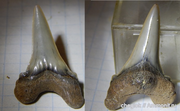 мел, Саратов, сеноман, зубы акул, Cretoxyrhina, зубы рыб, Александровка