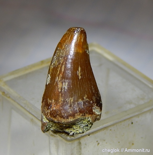 мел, мозазавры, Саратовская область, кампан, зубы рептилий