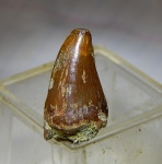 из саратовского кампана