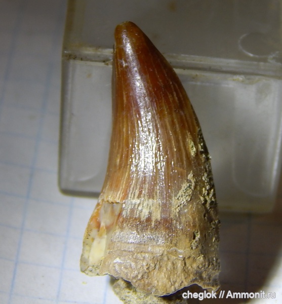 мел, мозазавры, Саратовская область, кампан, зубы рептилий