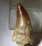 ещё кампанчик