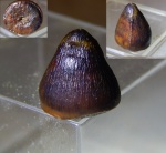 крок Джарамук