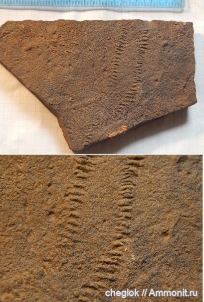 трилобиты, ордовик, Марокко, членистоногие, ихнофоссилии, следовая дорожка, Cruziana