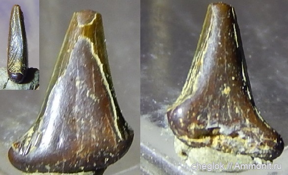 юра, Гжель, келловей, зубы акул, Hybodontiformes, гибодонты