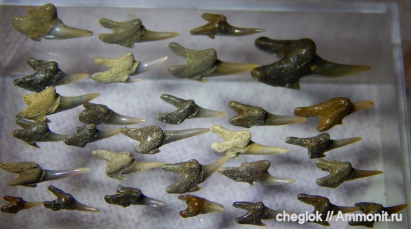 мел, сеноман, зубы акул, Саратовская область, Пудовкино, Pseudoscapanorhynchus