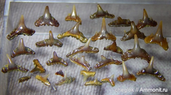 мел, позвоночные, акулы, сеноман, зубы акул, Synechodus, Тамбовская область, Protoscyliorhinus