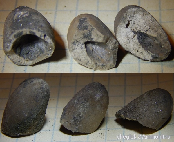 моллюски, юра, головоногие моллюски, волжский ярус, верхняя юра, колеоидеи, Chalalabelus