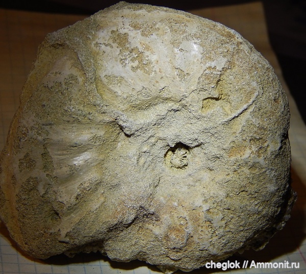 аммониты, мел, головоногие моллюски, сеноман, Schloenbachia, Варавино