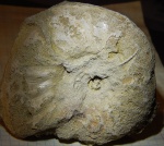 раз в 4 года можно