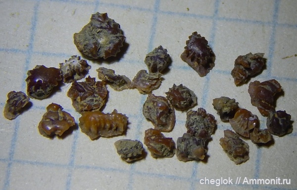 рыбы, позвоночные, Petrodus, нижний карбон, покровные элементы, Зудна