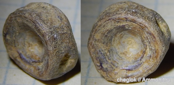 мел, рыбы, позвоночные, сеноман, позвонки, Варавино