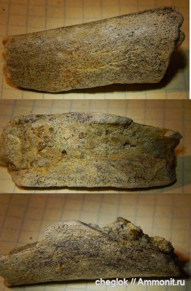 рептилии, мел, позвоночные, сеноман, кости, Варавино