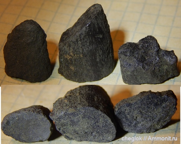 юра, ихтиозавры, волжский ярус, Капотня, рёбра, фрагменты скелета