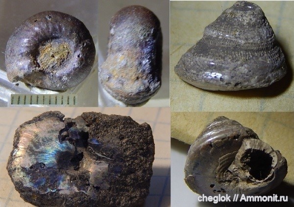 аммониты, моллюски, юра, волжский ярус, брюхоногие моллюски, Капотня