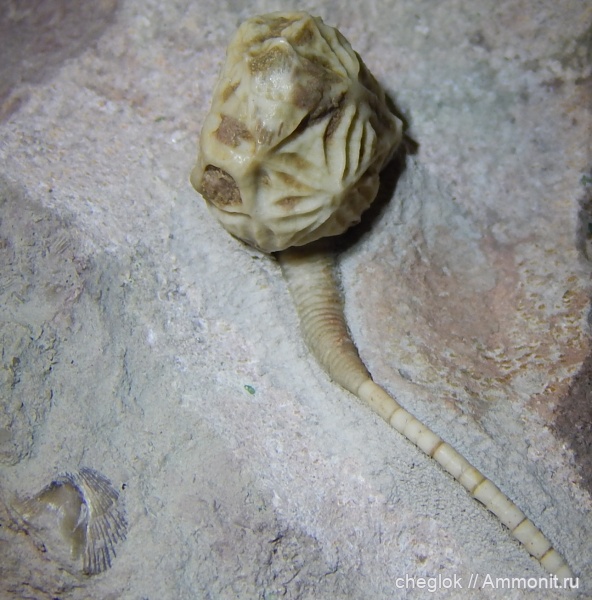 иглокожие, ордовик, Echinoencrinites, Ленинградская область, Cystoidea, Rhombifera